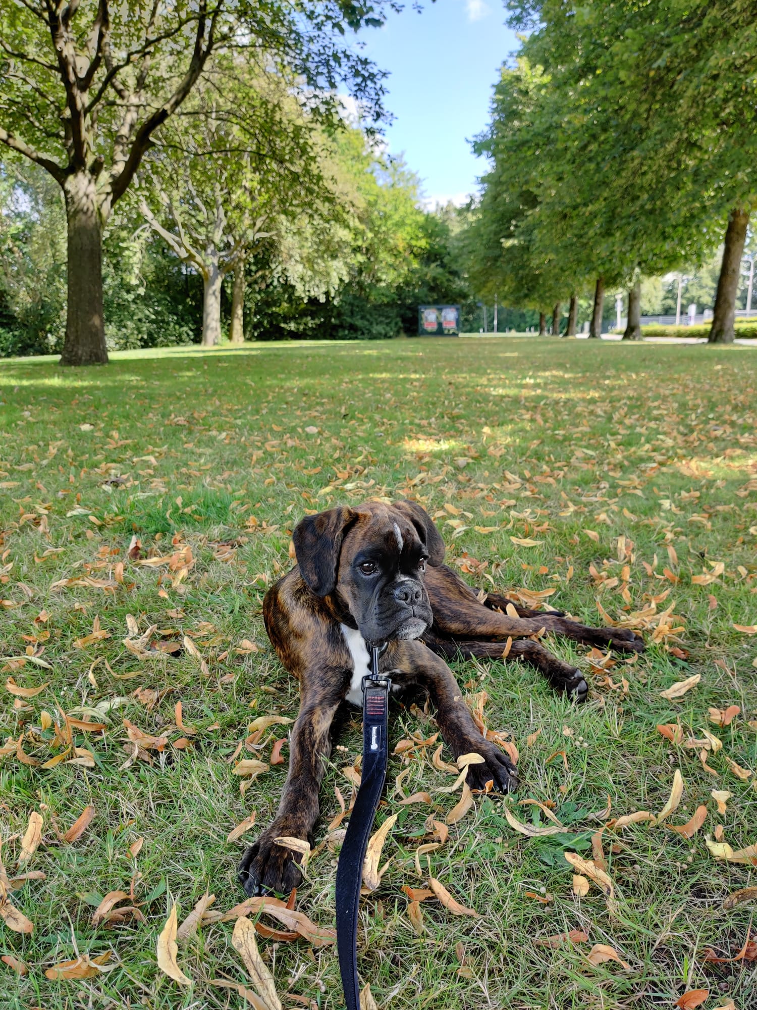 Waaruit bestaat Raw4Dogs